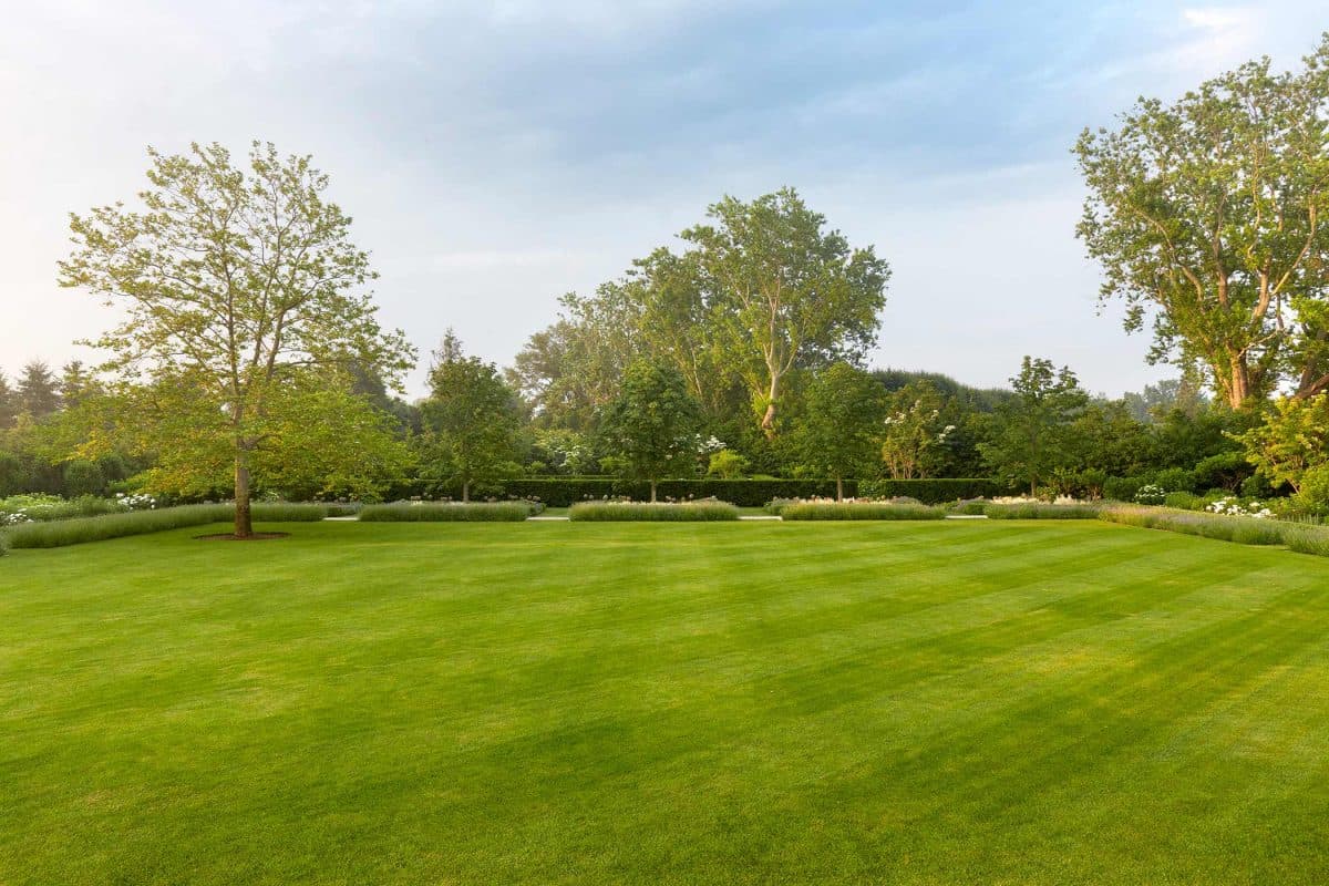 Striped lawn at golden hour, framed by mature trees.