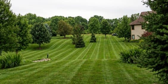 Open striped lawn under a soft overcast sky, with conifer islands and a neighboring residence at right.
