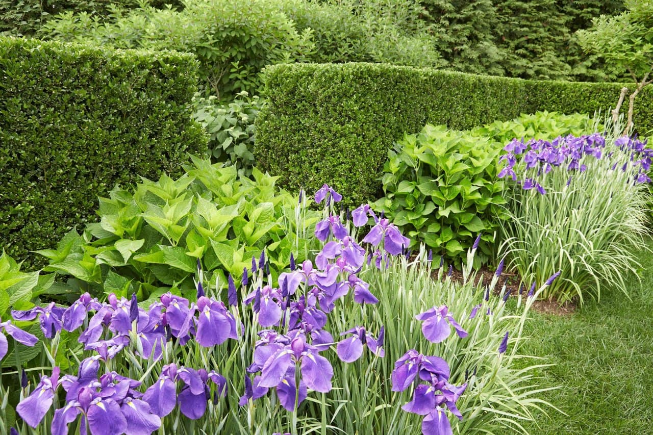 Bearded iris border between shaped boxwood hedges.