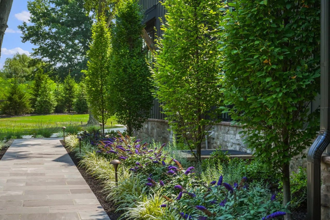 Bluestone walk with butterfly bush and columnar accent trees.