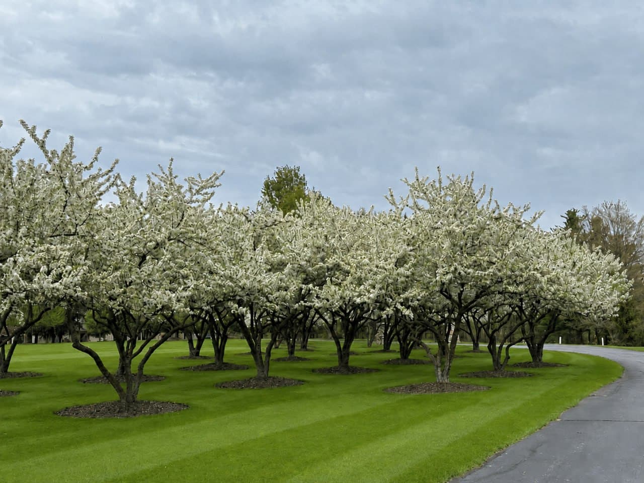 White-blooming crabapple grove with mulched tree rings over a striped lawn under an overcast sky.