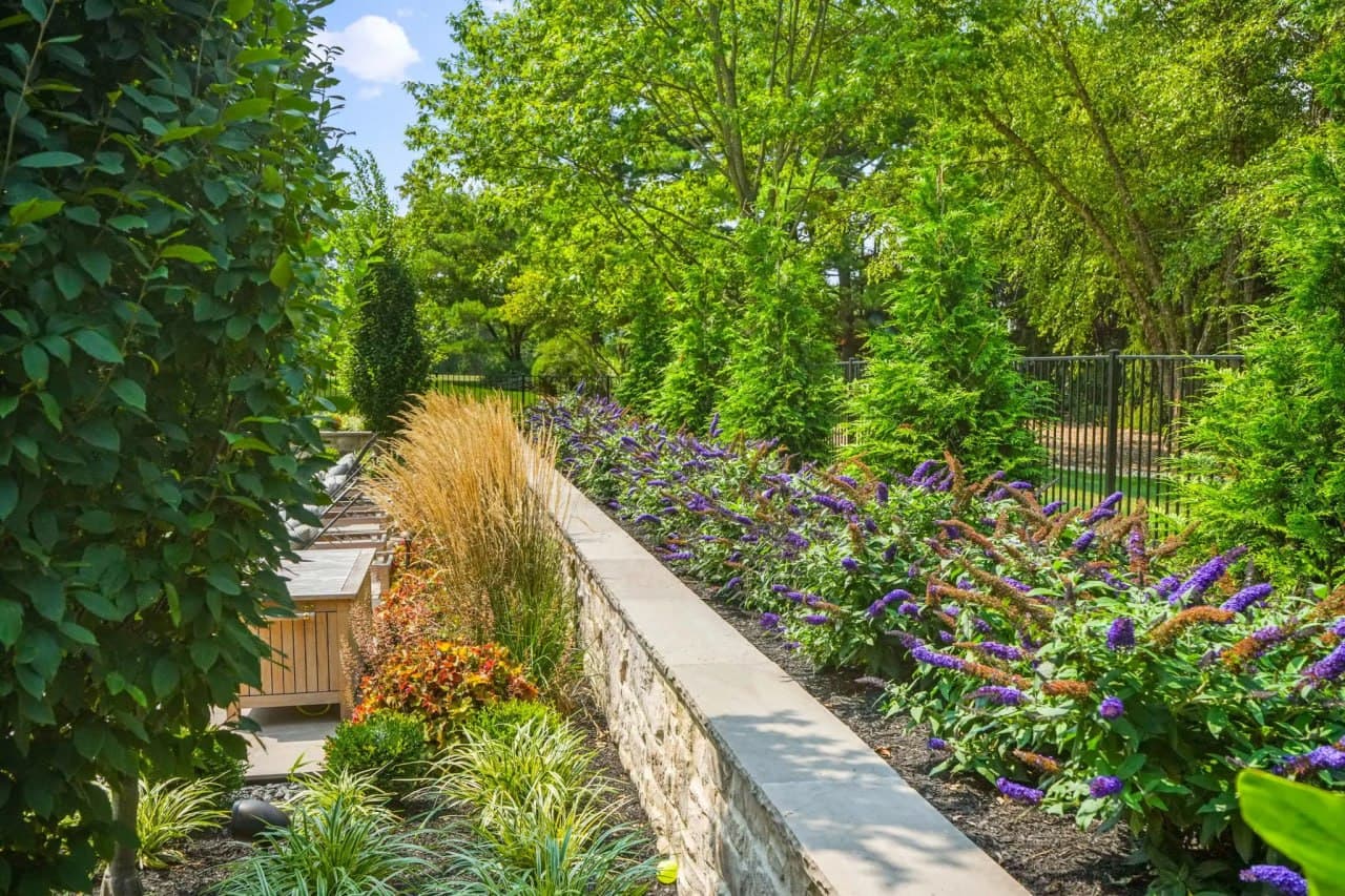 Stone wall border with butterfly bush and ornamental grasses.