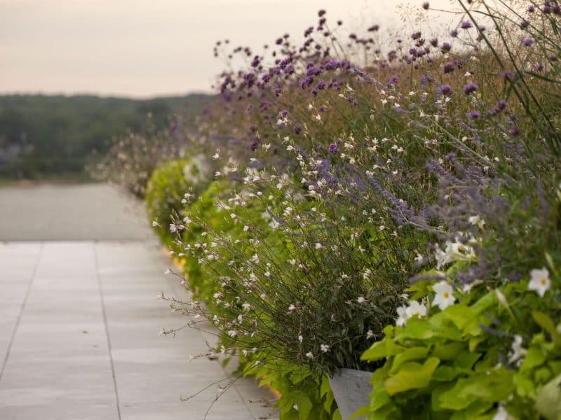 Verbena and gaura border along a stone walk at dusk.