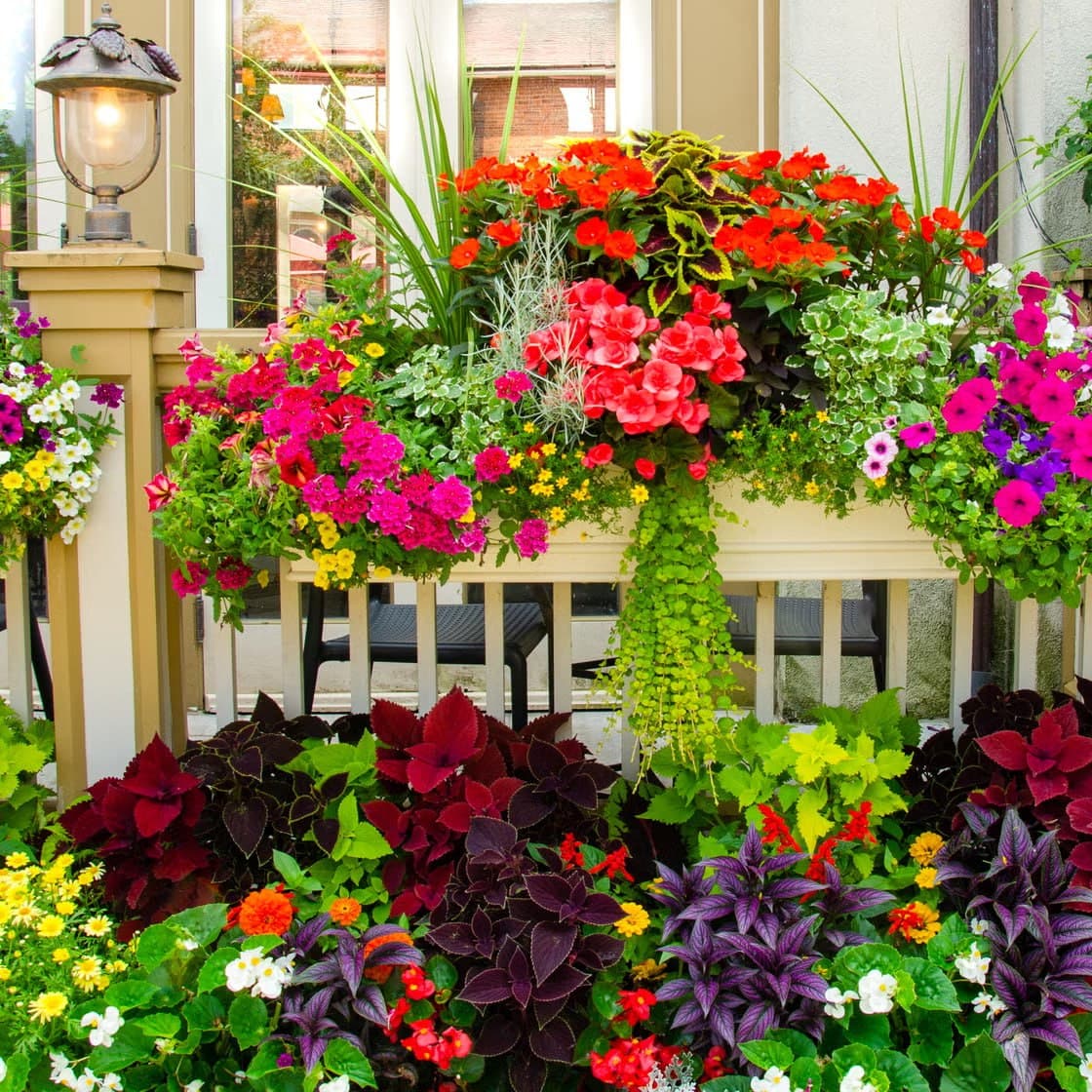 Seasonal Color & Flowers